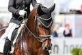 Horse in competition at a tournament in portrait