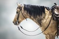 Horse competitor brown isolated animal sport background