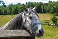 Horse in Corral Royalty Free Stock Photo