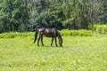 The horse in the corral on the green grass grazes. In the background are trees Royalty Free Stock Photo