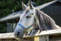 Horse in Corral Royalty Free Stock Photo