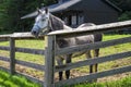 Horse in Corral Royalty Free Stock Photo