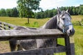 Horse in Corral Royalty Free Stock Photo