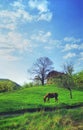 Horse in countryside scene