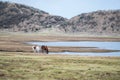 horse couple drink water at pond in Kusasenri pairie, mount Aso