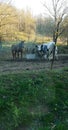 Horse and Cow Bestfriends, at Suppertime