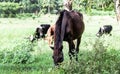 Horse cow and buffalo eating green grass