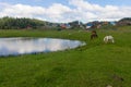 Horse and cow graze in a meadow near the village Royalty Free Stock Photo