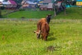 Horse and cow graze in a meadow near the village Royalty Free Stock Photo