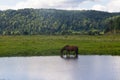 Horse and cow graze in a meadow near the village Royalty Free Stock Photo