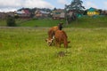 Horse and cow graze in a meadow near the village Royalty Free Stock Photo