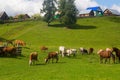 Horse and cow graze in a meadow near the village Royalty Free Stock Photo