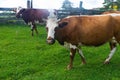 Horse and cow graze in a meadow near the village Royalty Free Stock Photo