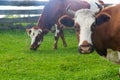 Horse and cow graze in a meadow near the village Royalty Free Stock Photo