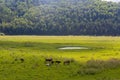 Horse and cow graze in a meadow near the village Royalty Free Stock Photo