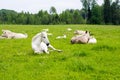 Horse and cow lying on the meadow Royalty Free Stock Photo