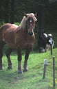 Horse and a cow on a meadow