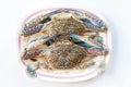 Horse crab on white Royalty Free Stock Photo