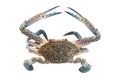 Horse crab on white Royalty Free Stock Photo