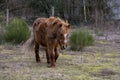 Horse with curls suffering from Equinem Cushing Syndrome, ECS Royalty Free Stock Photo