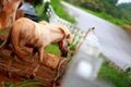 Horse in Dairy Farm