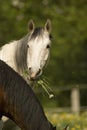 Horse with dandelion