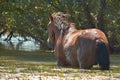 Wild horse in Danube Delta waters Royalty Free Stock Photo