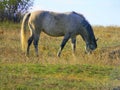 Horse `dapple-gray` in the field. light mane Royalty Free Stock Photo