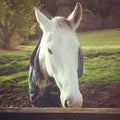 Horse dapple grey field country