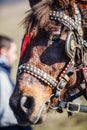 Horse with decorated reins Royalty Free Stock Photo