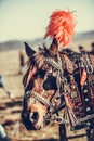 Horse with decorated reins Royalty Free Stock Photo