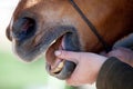 Horse Dentist at work Royalty Free Stock Photo