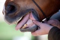 Horse Dentist at work Royalty Free Stock Photo