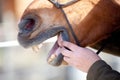 Horse Dentist at work check horse mouth Royalty Free Stock Photo