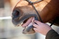 Horse Dentist at work Royalty Free Stock Photo