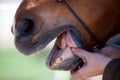 Horse Dentist at work look at horses teeth