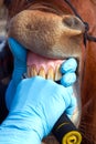 Horse dentistry Royalty Free Stock Photo