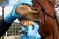 Horse dentistry Royalty Free Stock Photo