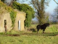 Horse by derrilict cottage Irish countryside