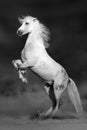 Horse in desert Royalty Free Stock Photo