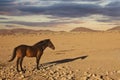 Horse desert namibia