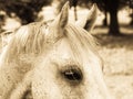 Horse detail (106) head and eye Royalty Free Stock Photo