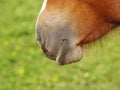 Horse detail 37, nose nostrils and mouth Royalty Free Stock Photo