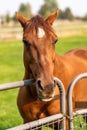 A horse Royalty Free Stock Photo