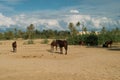 Horse with Djerba