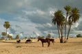 Horse with Djerba