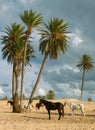 Horse with Djerba