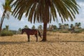 Horse with Djerba