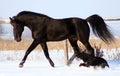 Horse and dog Royalty Free Stock Photo