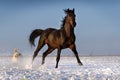 Horse with dog Royalty Free Stock Photo